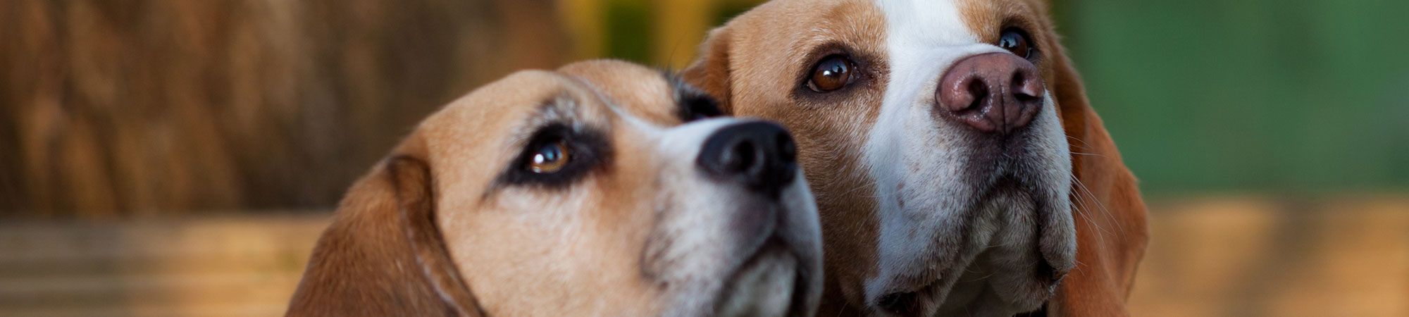 Two beagles looking at owner