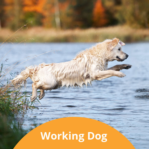 Working Dog