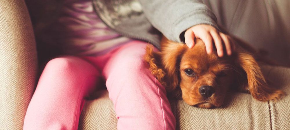 Dog sat with child on the sofa