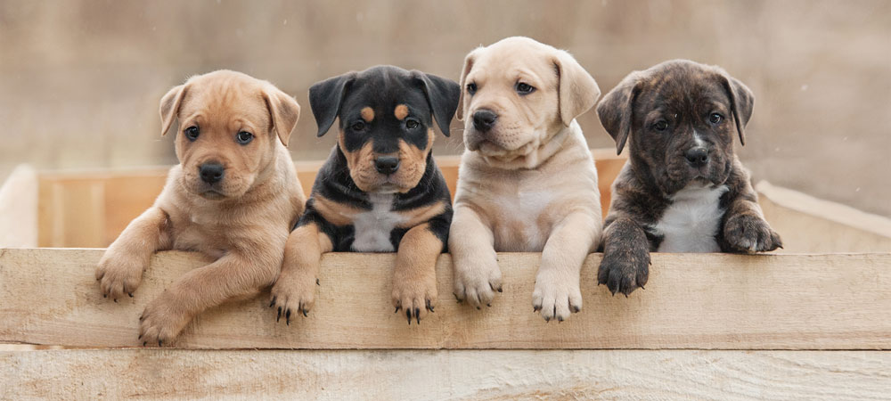 Happy puppy playing outside